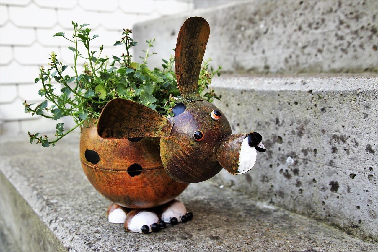 水豚和河豚是一個東西嘛 龍魚論壇 第1張 水豚和河豚是一個東西嘛 水豚和河豚是一個東西嘛 龍魚論壇 第1張