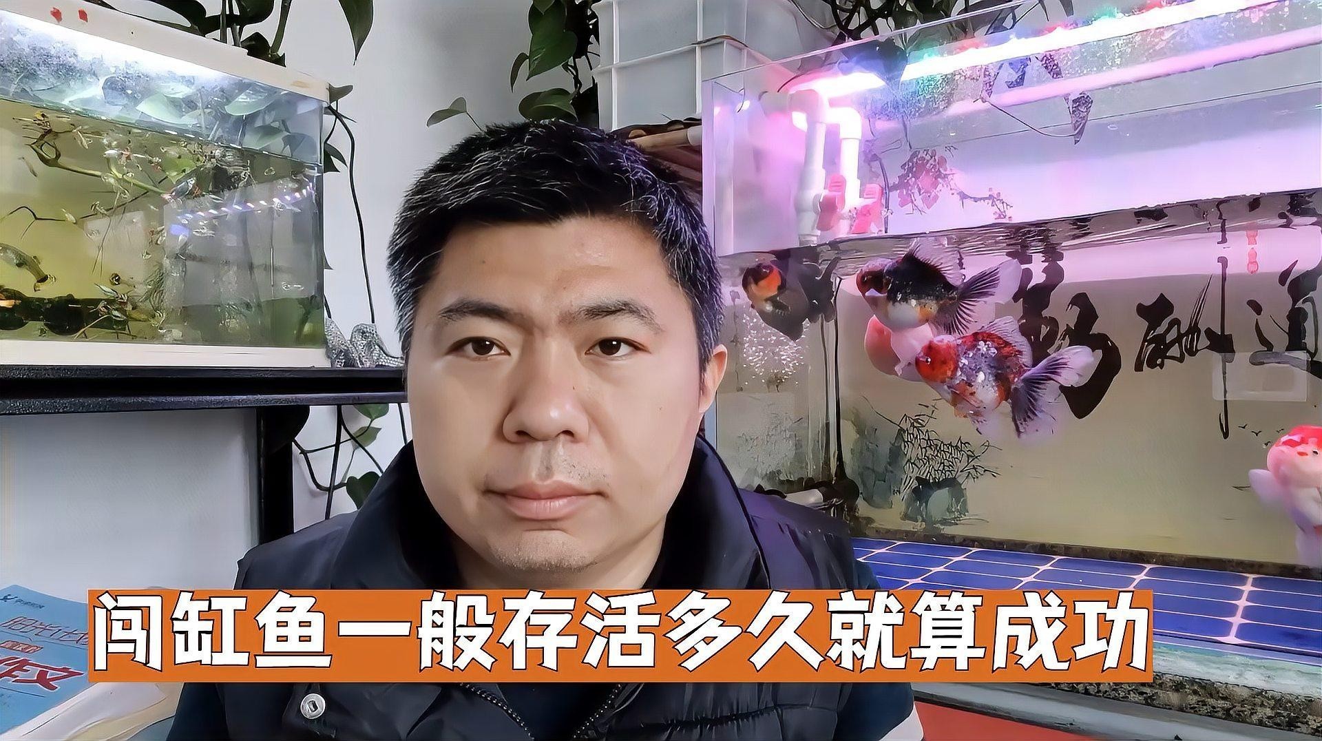 龍魚撞缸后需要多久觀察？