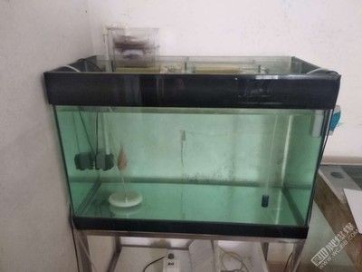 魚缸底部鋪沙的正確方法：魚缸底砂如何選擇
