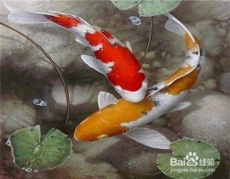 龍鳳鯉魚飼料選擇技巧，龍鳳鯉魚飼料的選擇