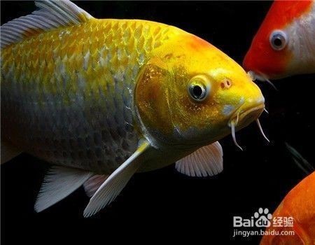 龍鳳鯉魚飼料選擇技巧，龍鳳鯉魚飼料的選擇