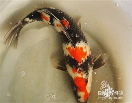 龍鳳鯉魚飼料選擇技巧，龍鳳鯉魚飼料的選擇