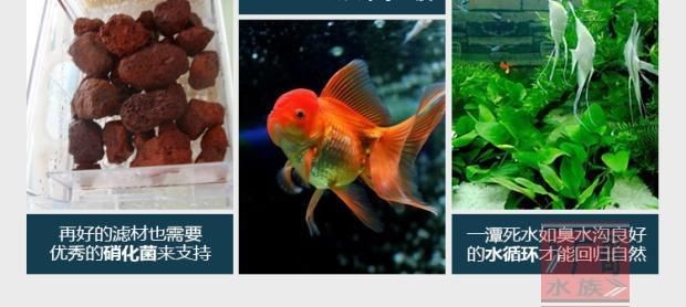 魚缸底砂的選擇與養護：底砂魚缸的過濾方式及其相關的清理和注意事項