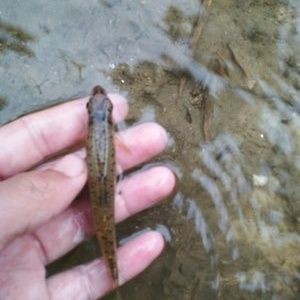 釣龍魚用什么餌料：釣龍魚時應選擇的餌料及其相關注意事項