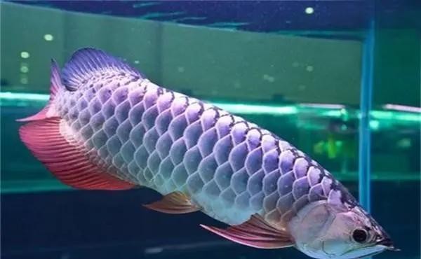 襄都區康颯水族館 （襄都區康颯水族館地址）