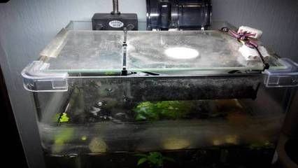 魚缸拆解：魚缸拆解步驟和注意事項(xiàng)