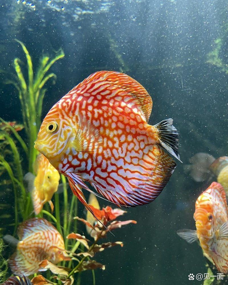 紅尾平克魚的壽命