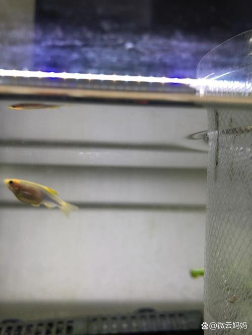 斑馬魚懷孕清晰圖