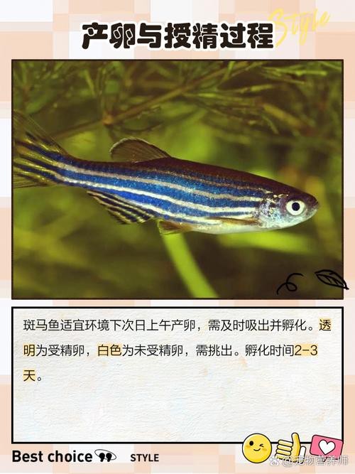 斑馬魚懷孕清晰圖