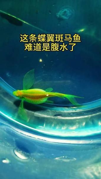 斑馬魚懷孕清晰圖