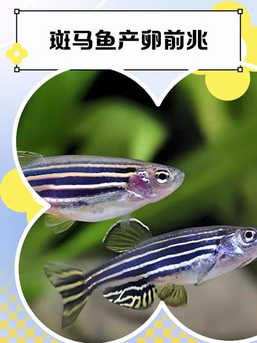 斑馬魚懷孕清晰圖