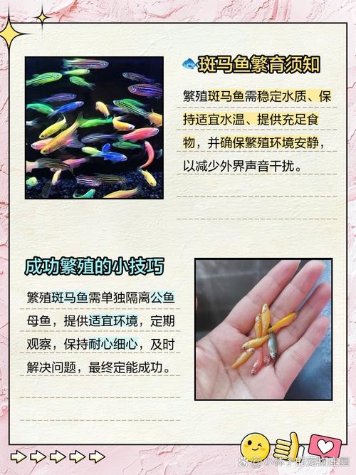 斑馬魚懷孕清晰圖