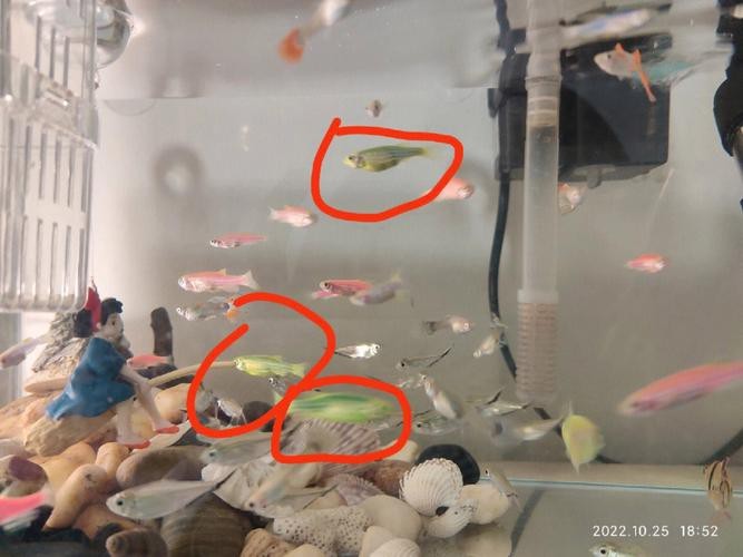 斑馬魚懷孕清晰圖