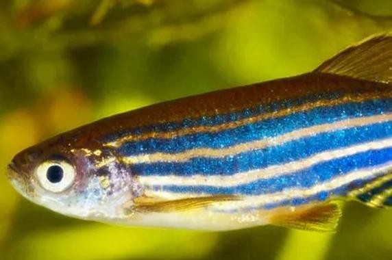 斑馬魚懷孕清晰圖
