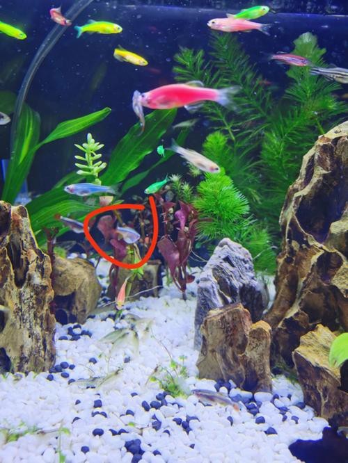 斑馬魚懷孕清晰圖