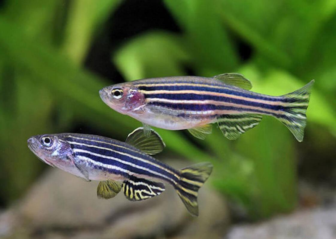 斑馬魚懷孕清晰圖