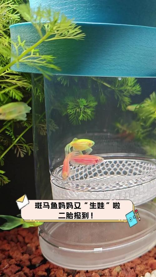斑馬魚懷孕清晰圖