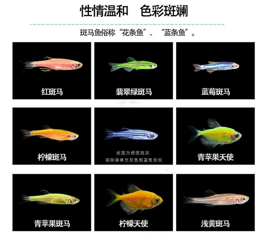 斑馬魚懷孕清晰圖