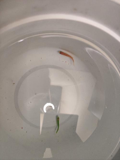 斑馬魚懷孕清晰圖