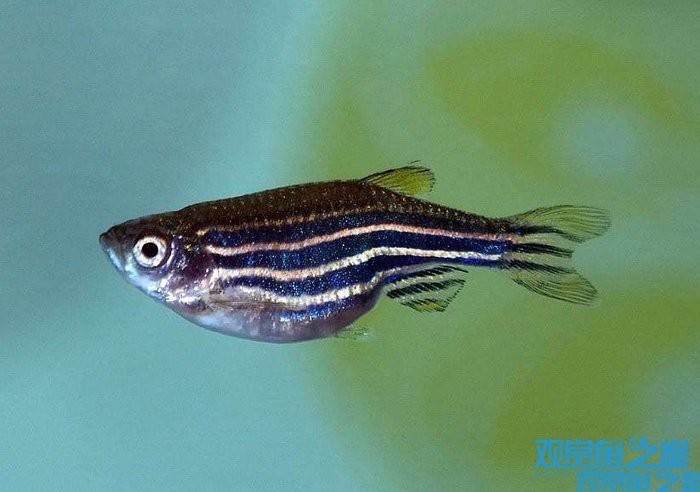 斑馬魚懷孕清晰圖