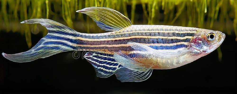 斑馬魚懷孕清晰圖