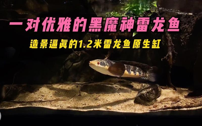 黑魔神雷龍魚怎么飼養混養