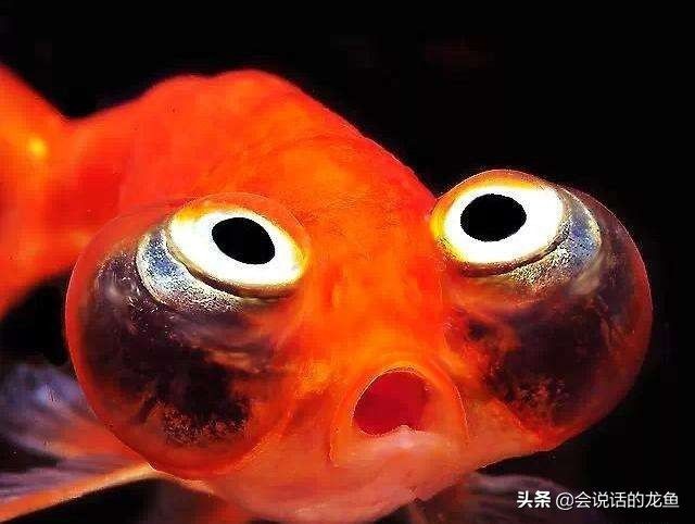 朋友圈發(fā)龍魚怎么說(shuō)話，朋友圈發(fā)龍魚怎么說(shuō)話說(shuō)話：如何在朋友圈發(fā)龍魚？