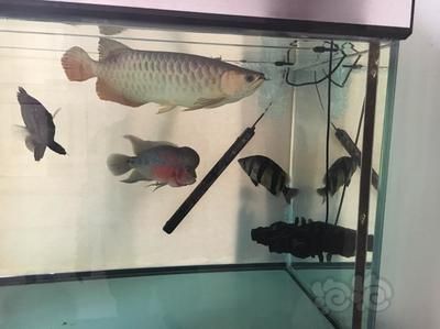 朋友圈發(fā)龍魚怎么說(shuō)話，朋友圈發(fā)龍魚怎么說(shuō)話說(shuō)話：如何在朋友圈發(fā)龍魚？
