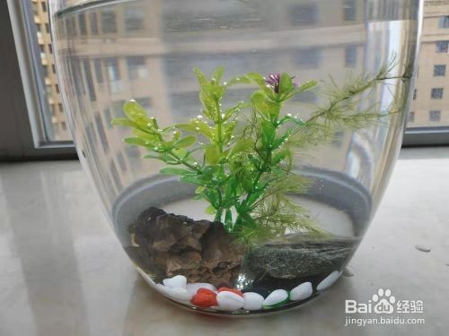 小型魚缸的裝飾技巧：小型魚缸裝飾技巧