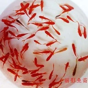 鞍山經濟開發區雲和家庭觀賞魚養殖店