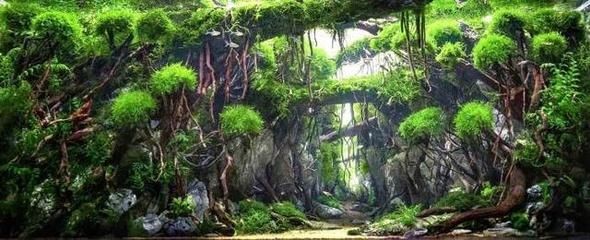 魚缸背景圖片100張（自然風景背景圖片100張）