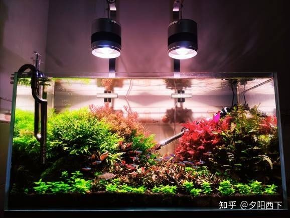 廣州哪里有賣魚缸造景的地方啊（廣州市東坦魚缸有限公司）