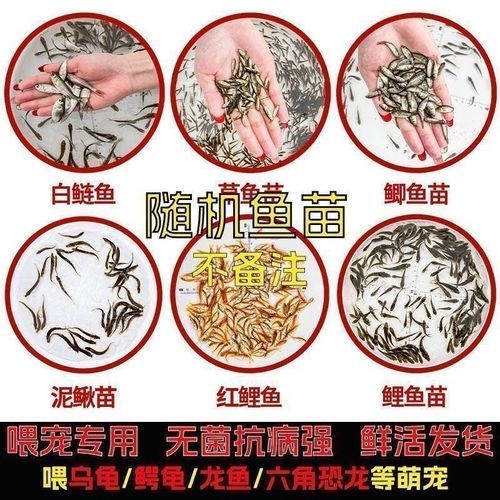 銀龍魚吃什么最好