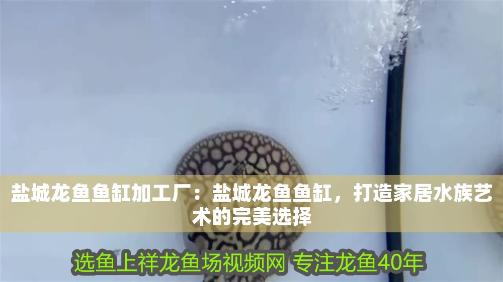 鹽城龍魚魚缸加工廠：鹽城龍魚魚缸，打造家居水族藝術的完美選擇