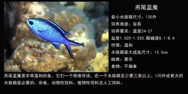 鹽城龍魚魚缸加工廠：鹽城龍魚魚缸，打造家居水族藝術的完美選擇