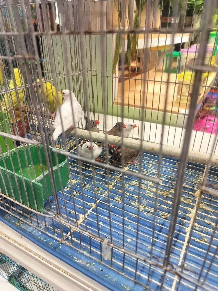 可愛的鳥