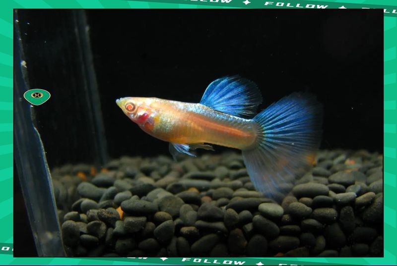 紅眼火炬紅孔雀魚魚