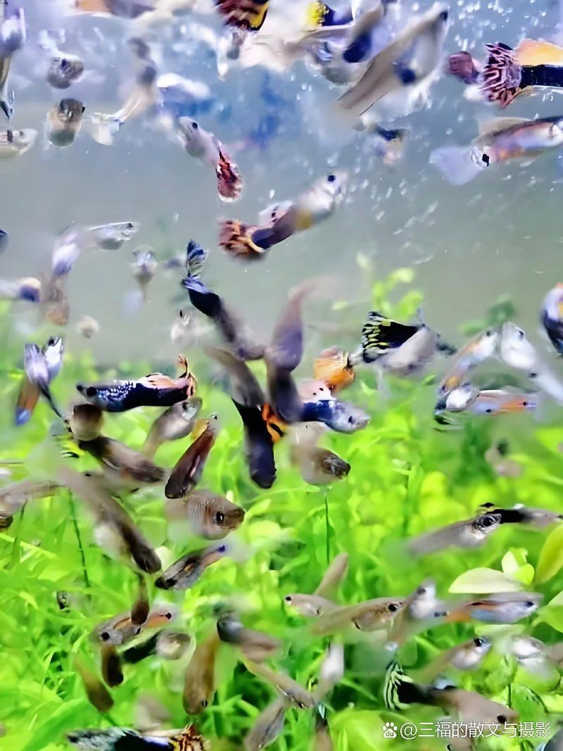 紅眼火炬紅孔雀魚魚
