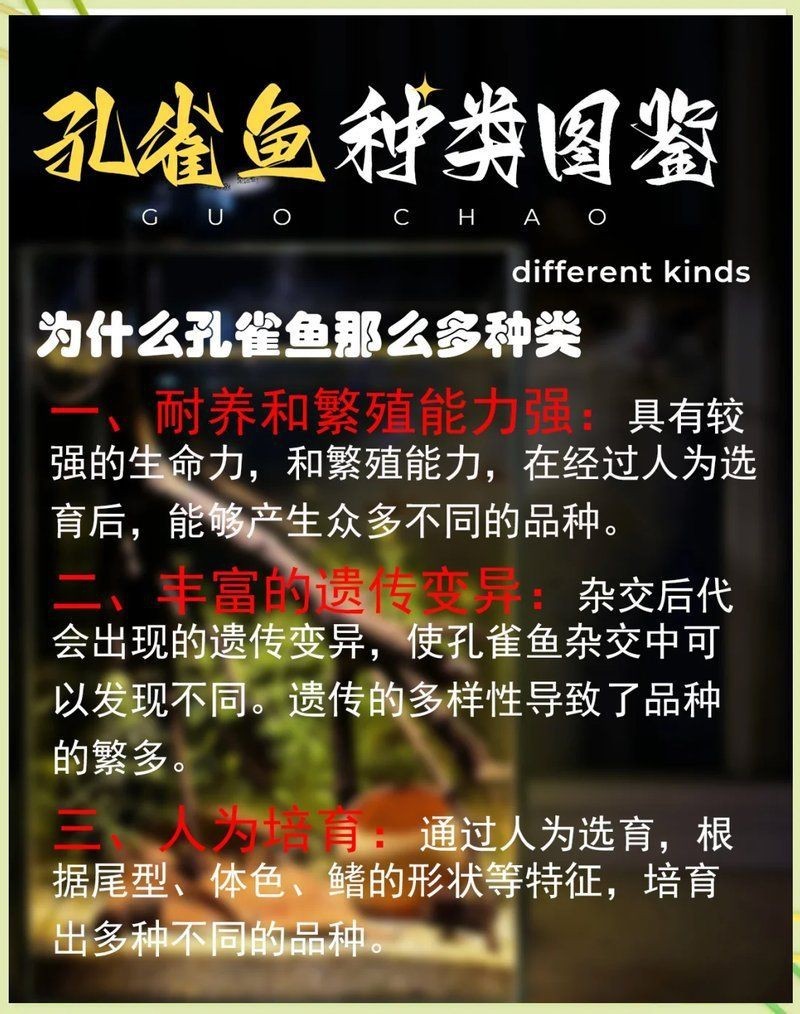 紅眼火炬紅孔雀魚魚