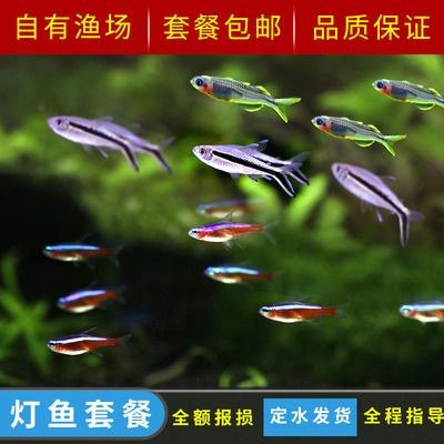 三亞亞特蘭蒂斯水族館