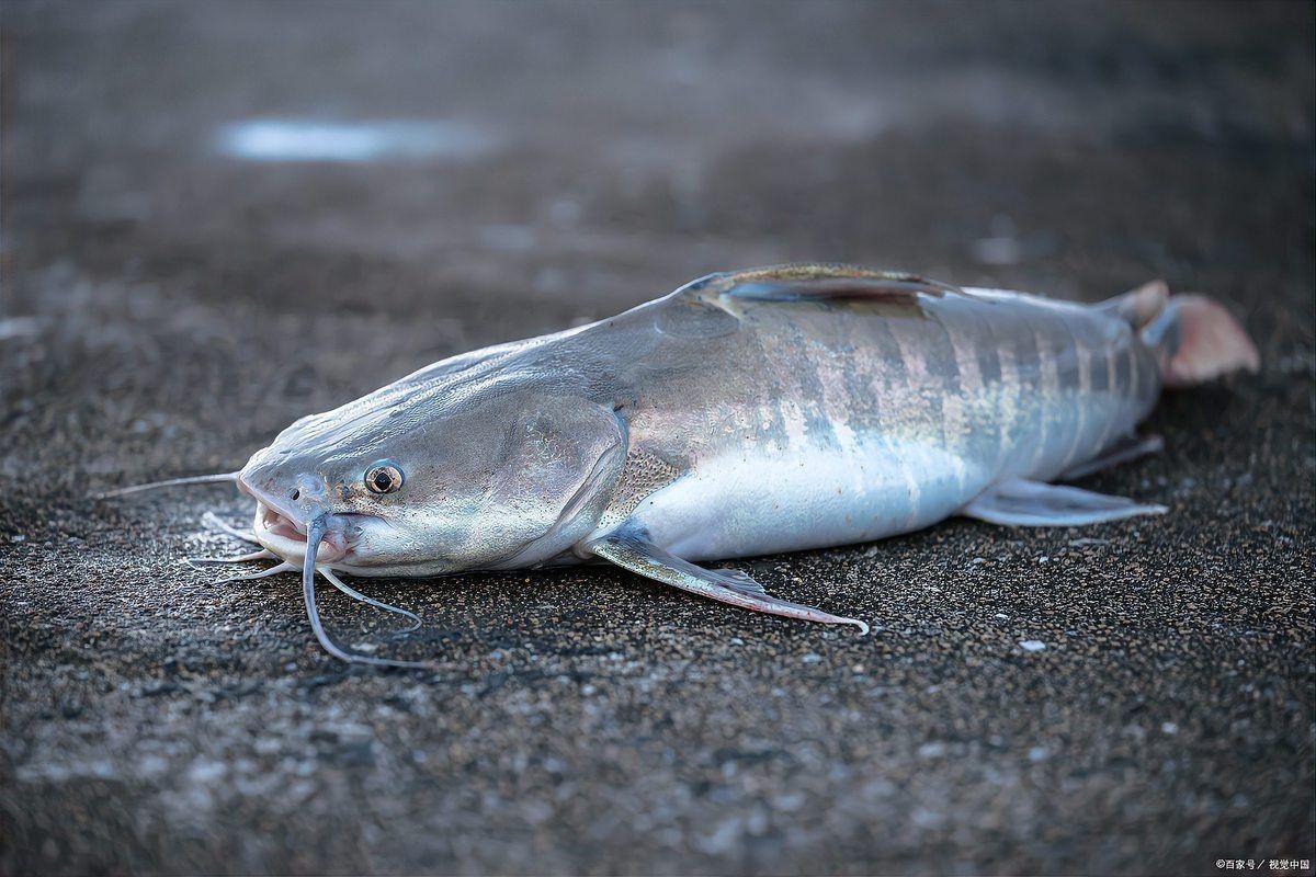 詳細閱讀:鮰魚為什么是最臟的魚 鮰魚為什么是最臟的魚