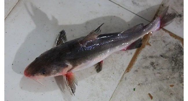 鮰魚為什么是最臟的魚