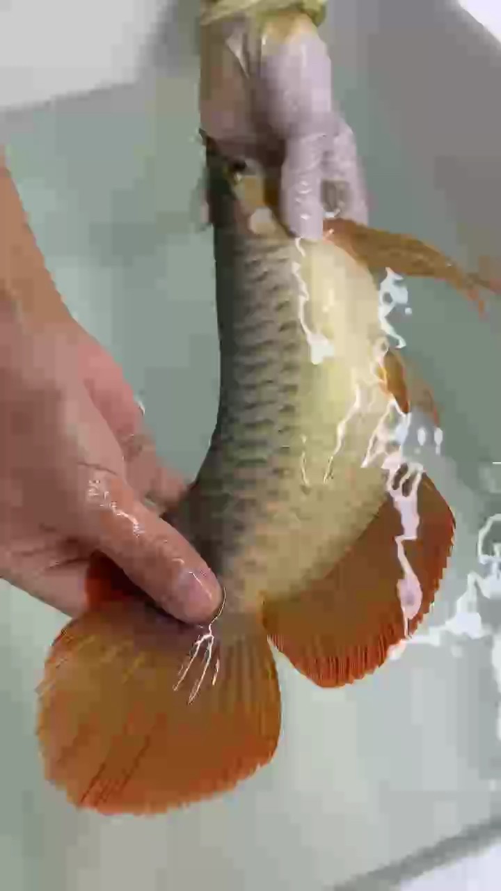 萬隆天王中國總部第二條紅魔王-002 出水，白色自然光秀波底色??