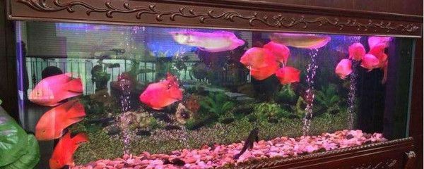 色彩心理學紅色魚缸燈管效果圖紅色魚缸燈管效果圖：紅色魚缸燈管效果圖紅色魚缸燈管效果圖