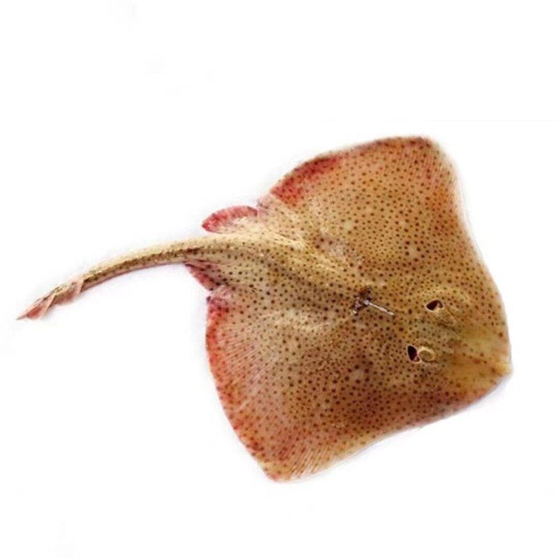 魟魚500g價格表
