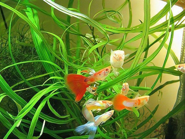 火焰精靈孔雀魚