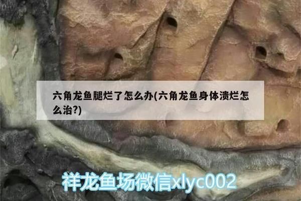 龍魚外寄怎么治療（龍魚外寄治療用藥對照表）