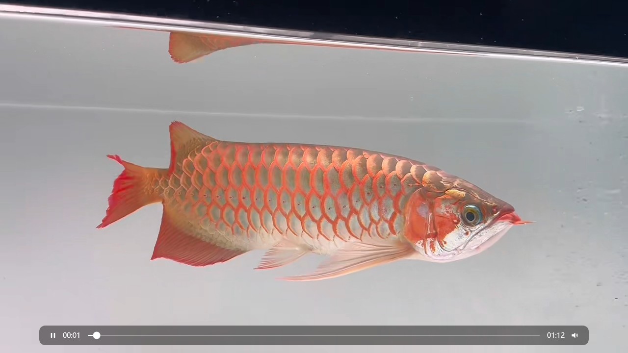 白玉紅龍魚好魚好價(jià)