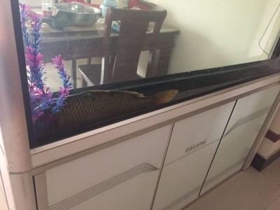 登封魚缸批發市場：河南登封市魚缸批發市場