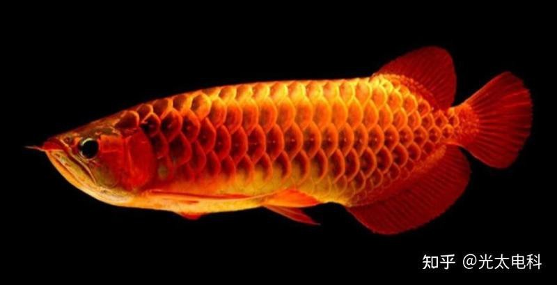 金龍魚上色用什么燈光最好